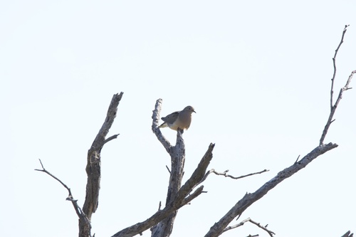 Mourning Dove photographed in Oklahoma