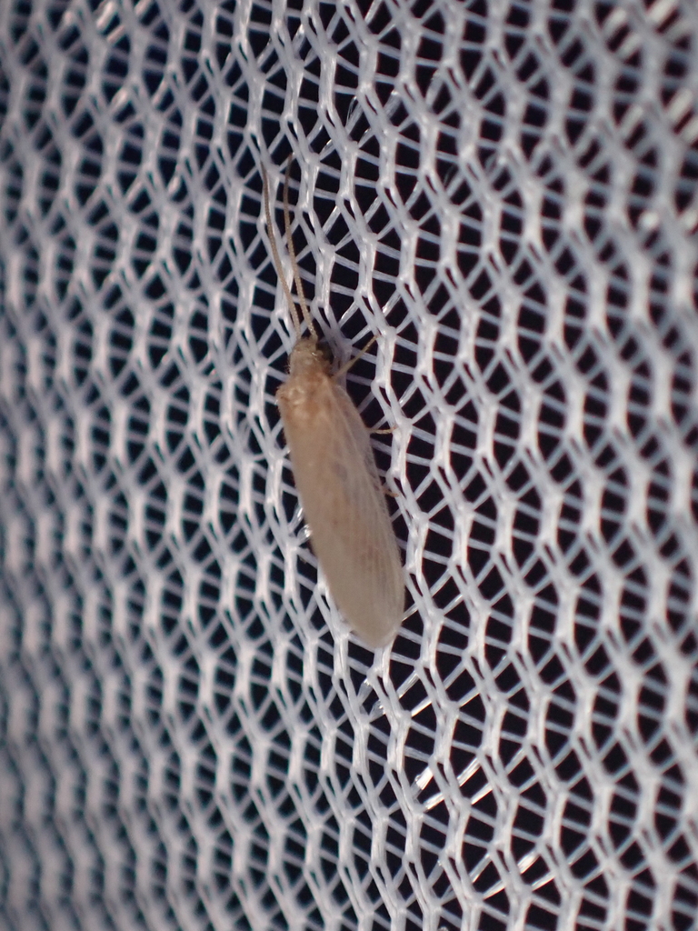 Wesmaelius balticus