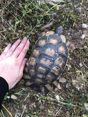 Testudo marginata