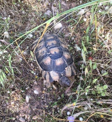 Testudo marginata