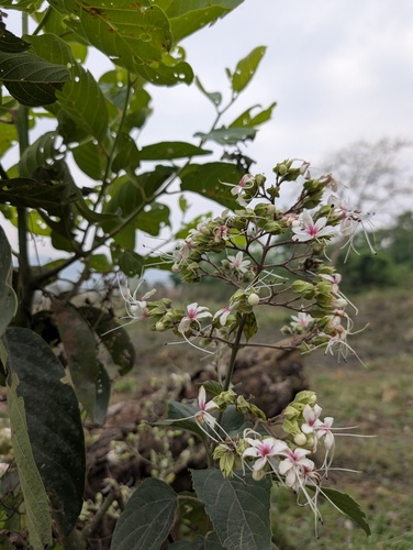 Clerodendrum infortunatum, photograph 4