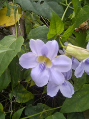 Thunbergia laurifolia