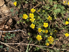 Potentilla albiflora