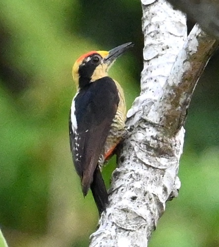 Golden-naped Woodpecker (Melanerpes chrysauchen), photo 5