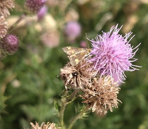 Mint Moth photo 4