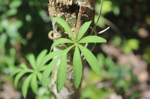 Ipomoea heterodoxa, photograph 2