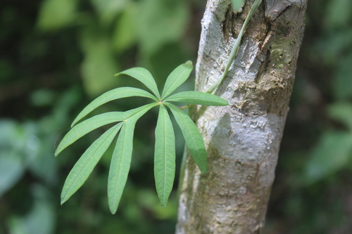 Ipomoea heterodoxa