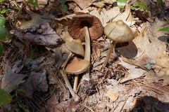 Entoloma vernum