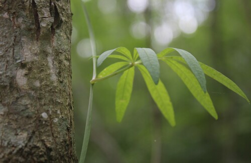 Ipomoea heterodoxa, photograph 1