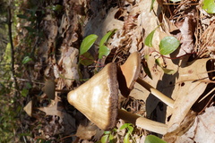 Entoloma vernum