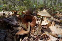 Entoloma vernum