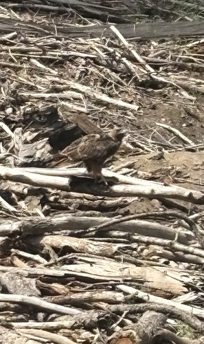 iNaturalist observation photo of Red-tailed Hawk