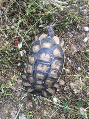 Testudo marginata