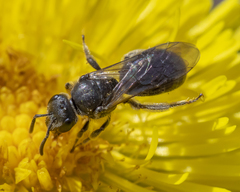 Hemihalictus