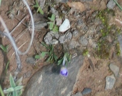 Syringodea longituba