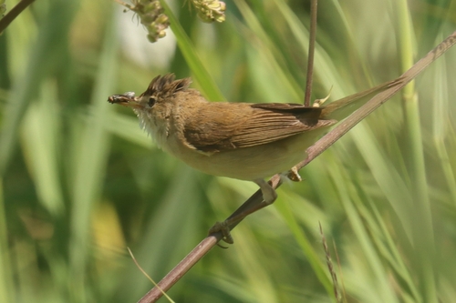 Carricero común (Acrocephalus scirpaceus)