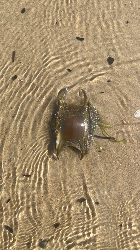Thornback Skate, Netherlands, photo 8 of 10
