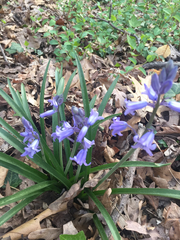 Hyacinthoides