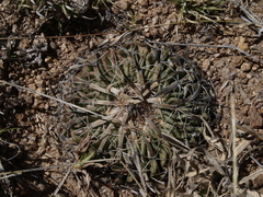 Echinofossulocactus phyllacanthus