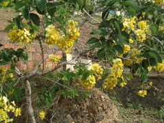 Senna fruticosa