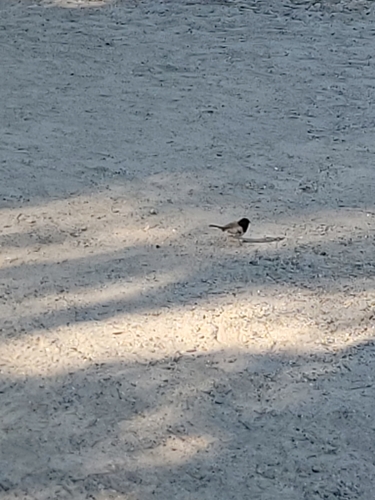 iNaturalist observation photo of Dark-eyed Junco