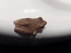 Anura