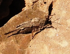 Paratettix mexicanus