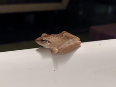 Anura
