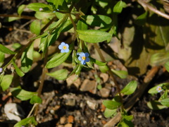 Memoremea scorpioides