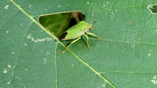 Green Shield Bug