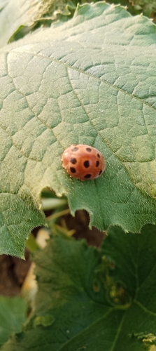 Melon Ladybird