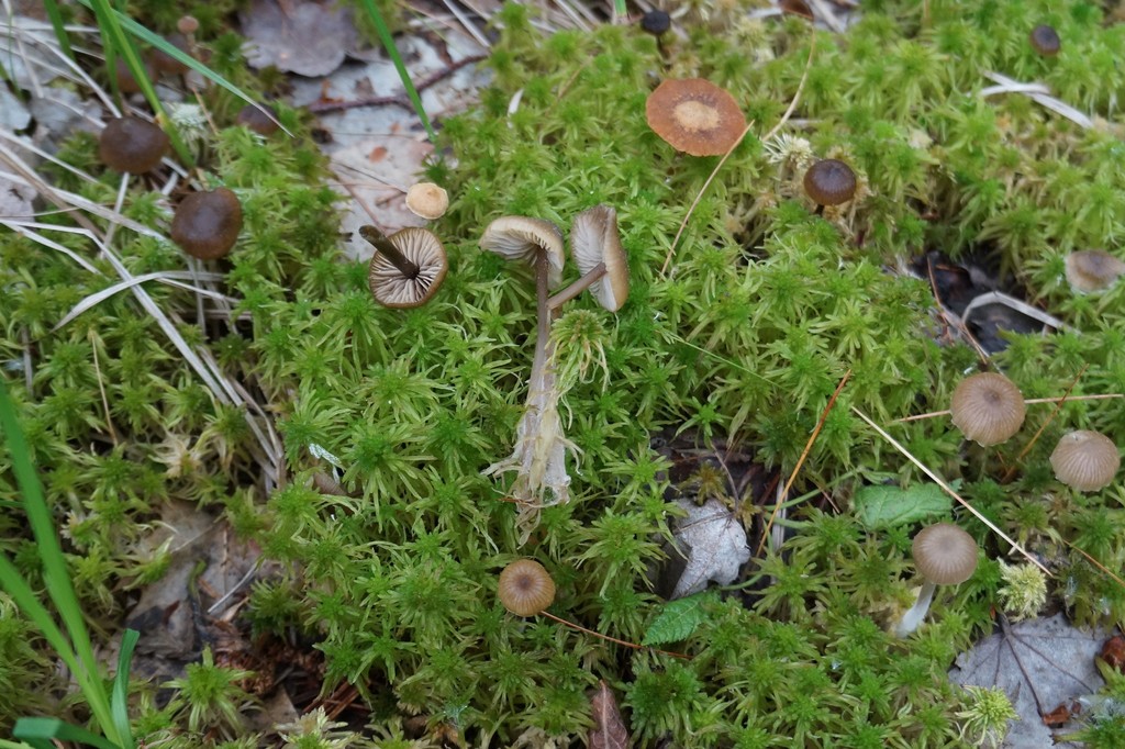Sphagnurus