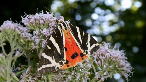 Jersey Tiger