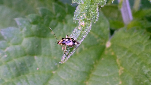 Three Spotted Nettle Bug