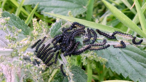 European Peacock Butterfly