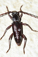 Elaphidion mimeticum