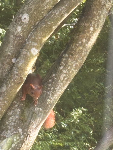 Eurasian Red Squirrel