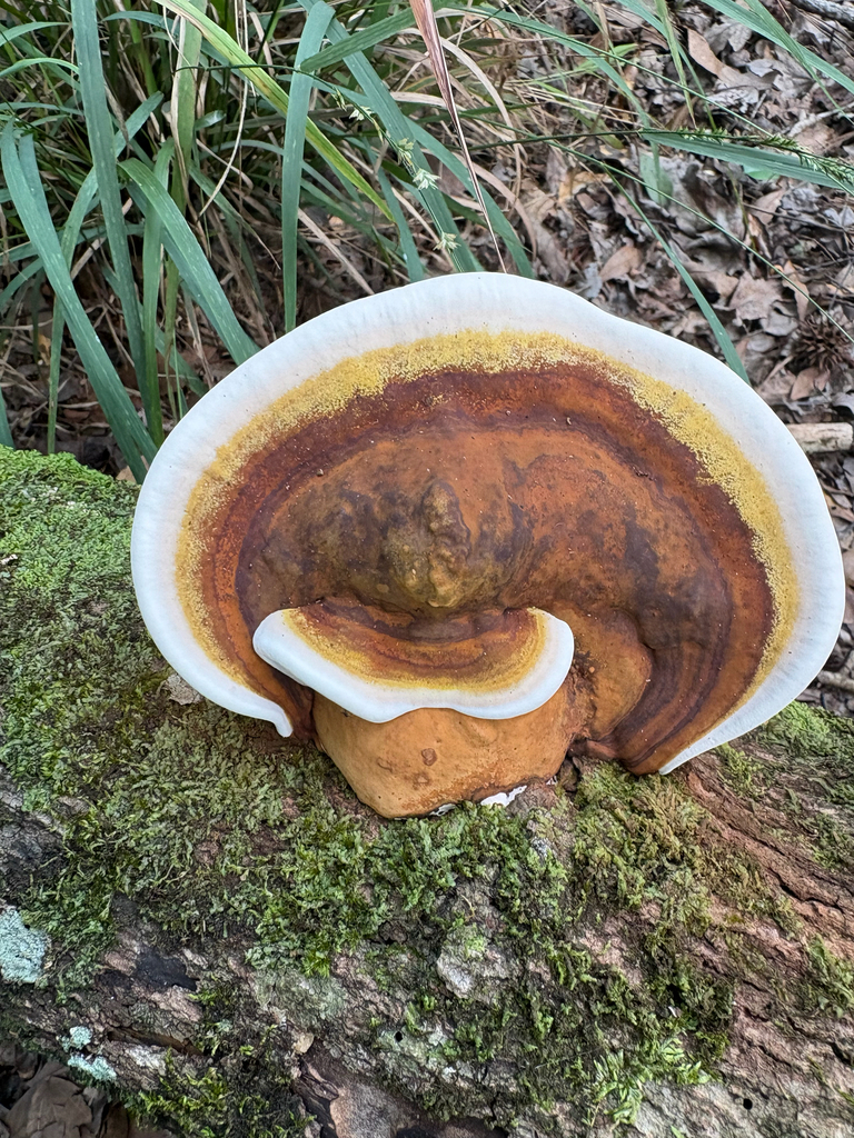 Ganoderma lobatum · July 2026 · photo: Photo: (c) Hayes Valentine, some rights reserved (CC BY) · iNaturalist