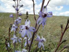 Delphinium recurvatum