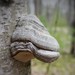 Tinder Polypore - Photo (c) Erlon Bailey, some rights reserved (CC BY-SA), uploaded by Erlon Bailey