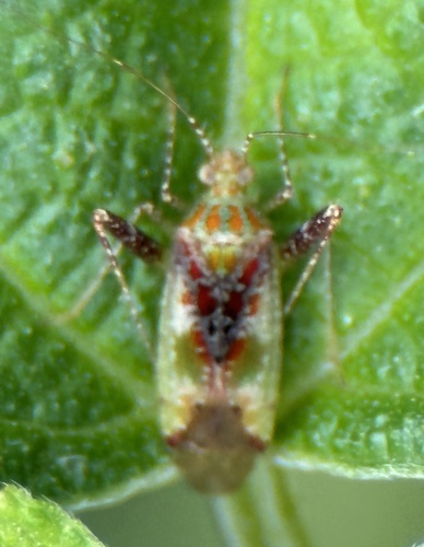 Phytocoris tibialis