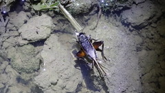 Teleogryllus occipitalis