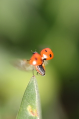 Coccinella algerica