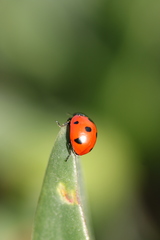 Coccinella algerica