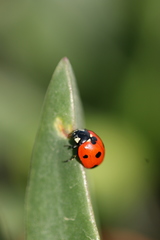 Coccinella algerica