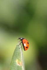 Coccinella algerica