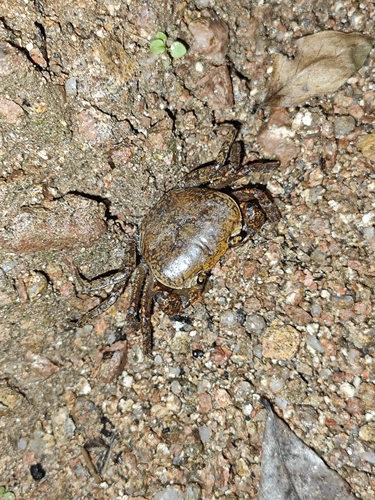 Aparapotamon grahami