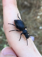 Tentyria rotundata orbicollis
