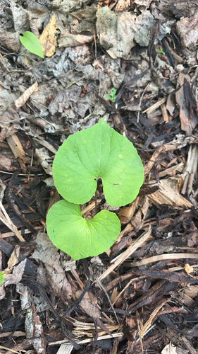 Canada Violet