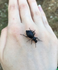 Tentyria rotundata orbicollis